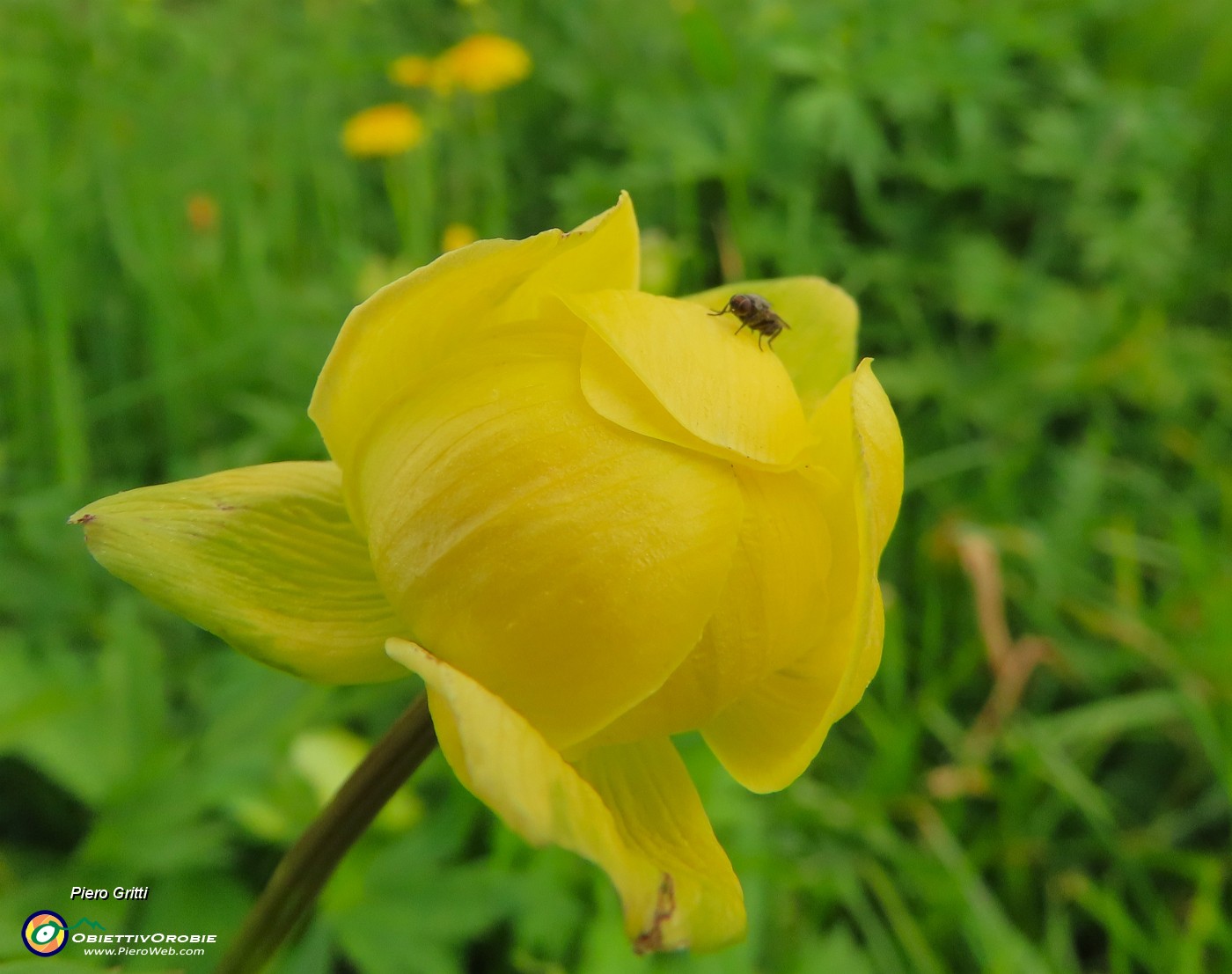 15 Trollius europaeus (Botton d'oro) con ospite.JPG